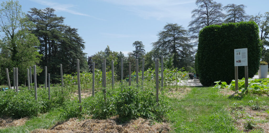 Jardin potager Vavilov installé sur le site du Crédit Agricole Centre-est à Champagne-au-Mont- d'Or (Rhône)