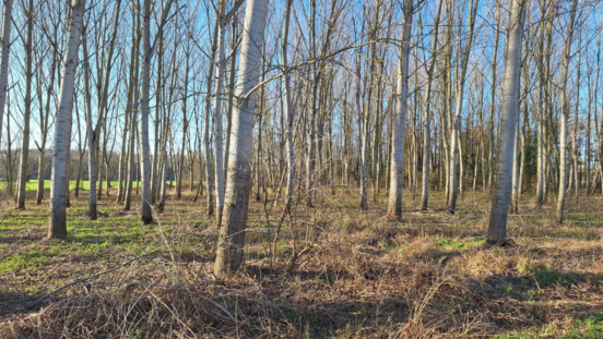Création zone humide